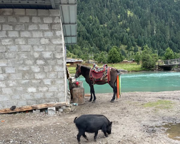 西藏♥️可愛動物🐎人物寫真/拉薩旅拍/美食2902997