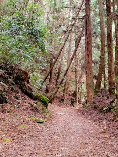 雪見大板根-202502222859797