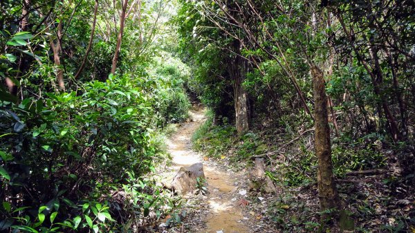 今天，我想來點飛鳳山，叮咚。1142047