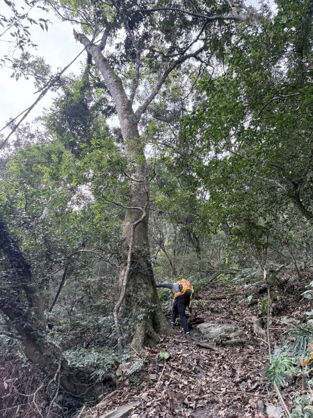 完登新南橫三星-馬馬宇頓山   2026.3.273027491