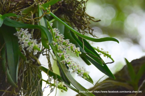 2025 D1212 蘭嶼紅頭蘭  (管唇蘭)