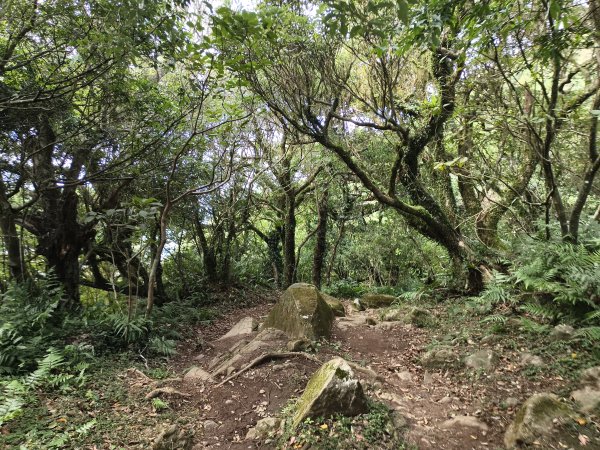 [百山百鳥尋旅-11/15] 2025_0927 大屯主峰-連峰步道_大屯山西峰2899456