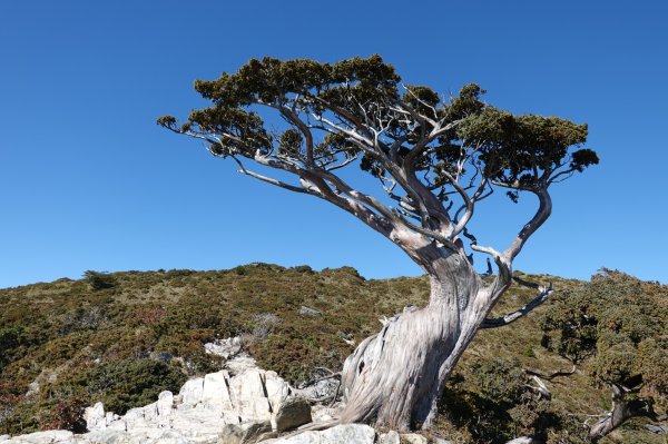 阿興阿賢嘉明湖向陽山三叉山803330