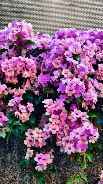 #蒜香藤 #泰山楓樹河濱公園 11/242943647