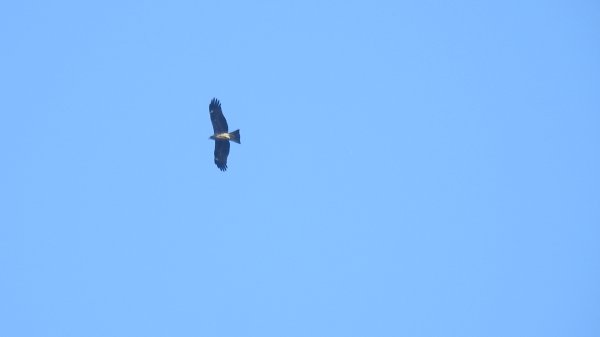 雲山水花鳥蝶 - 天龍國阿伯的日常7/18 & 21、22、292553928