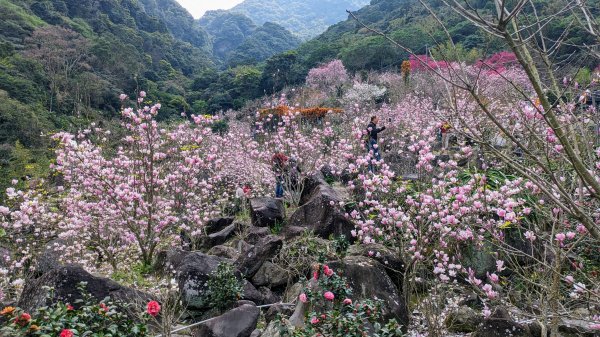天元宮,楓樹湖,北新庄,淡水老街2430309