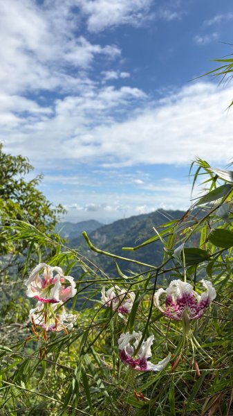 石壁上的花3111026