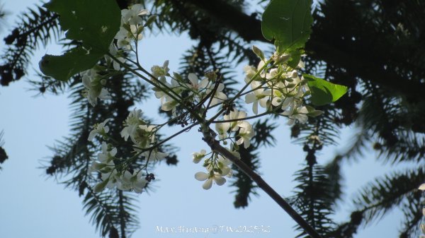 《苗栗》古道柳杉｜雲洞宮鳴鳳古道南長城步道登三湖山202505022777118