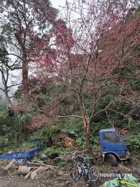 2025.02.08 限時秘境?菜市場? 北港溪峽谷步道2709043