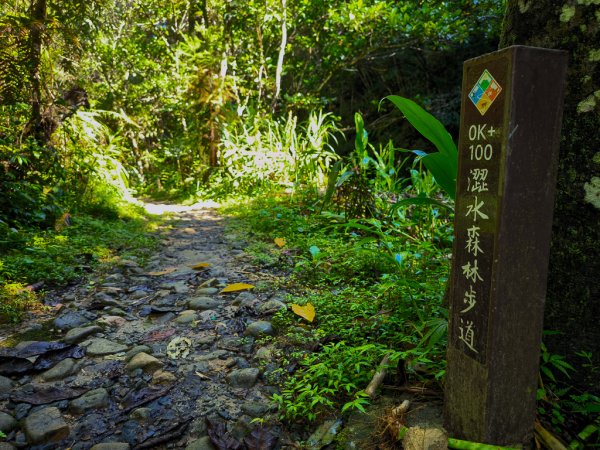 2024-08-22 澀水森林步道2578374