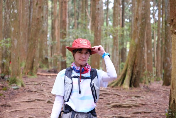 【高島縱走】走進六星級柳杉森林，一日高台山與島田三山3112919