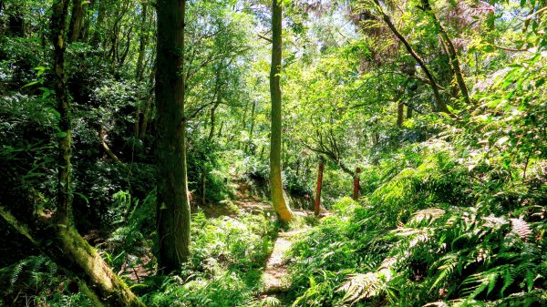 黃櫸皮寮山2898316