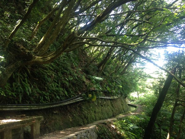 坪頂古圳親山步道587011