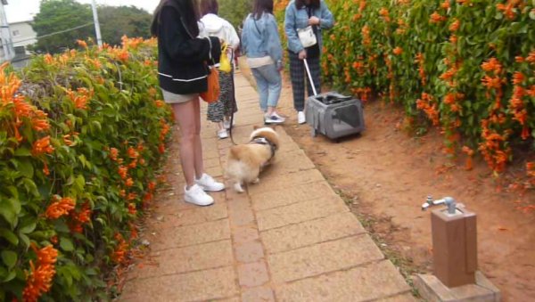 富貴吉祥～銅鑼炮仗花海公園1286820