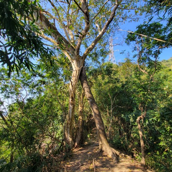 烏山嶺水利古道2359142