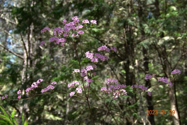 南投 仁愛 武法奈尾山2133740