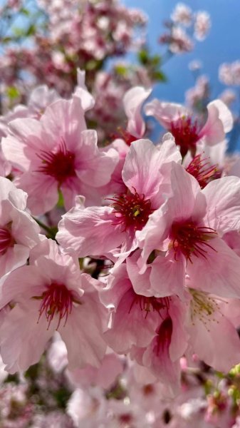 淡水天元宮賞櫻-三芝千手觀音如來2718444