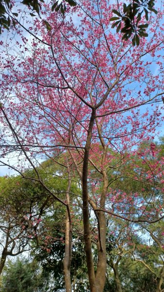 Cherry Blossom Season2013608