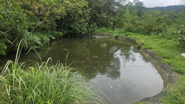 20250722三腦寮北峰-白雲里山-栳寮山(未果)-栳寮東峰2844077