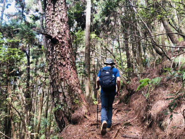 【谷關七雄絕美森之道】馬崙山1791563