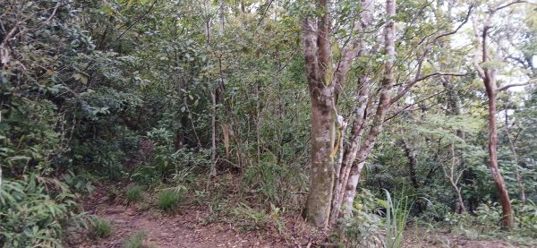 2025 4/5 加奈美山2754451