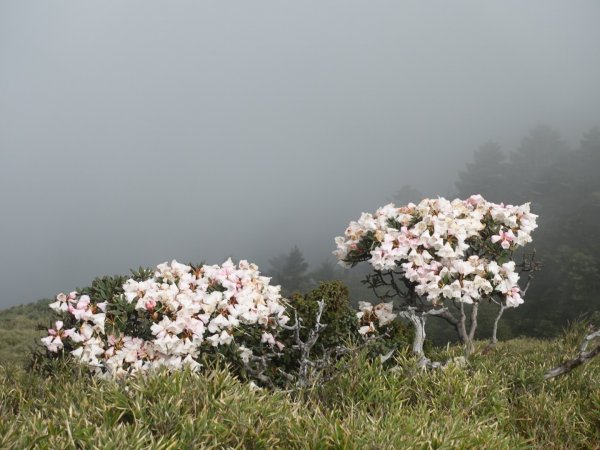 合歡山五座百岳賞杜鵑花587053