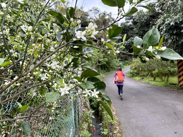淡水搭渡輪上觀音山+占山O繞 搭公車接渡輪回淡水-202503182770627