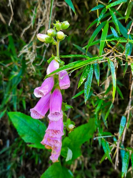 2025-08-24 塔塔加-大鐵杉-鹿林山莊-鹿林前山-鹿林山-黑森林-玉山登山口-上東埔2869086