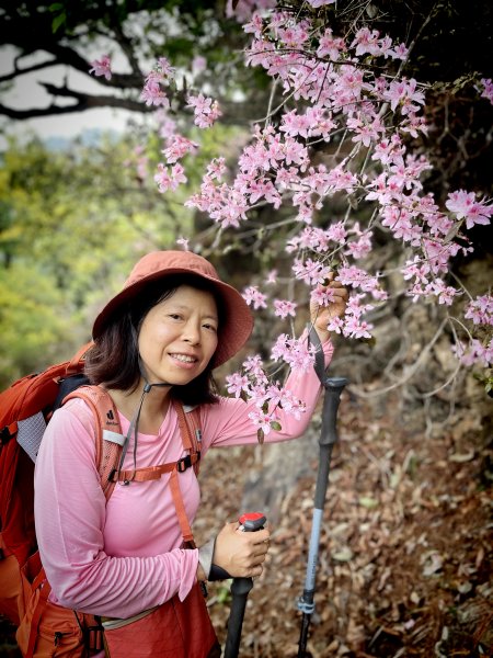 東卯山東南稜 德芙蘭 大O繞 偶遇埔里杜鵑盛開2126802