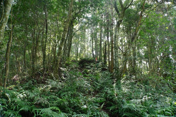 新竹 尖石 蓮包山、外鳥嘴山2914325