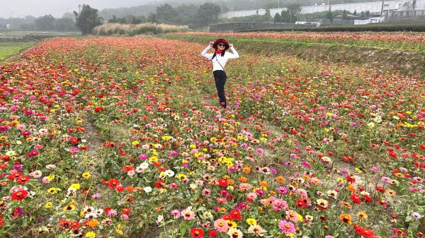 小百岳關刀山889m+銅鑼杭菊1924064