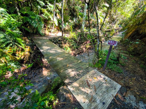 2024-08-22 澀水森林步道2578364