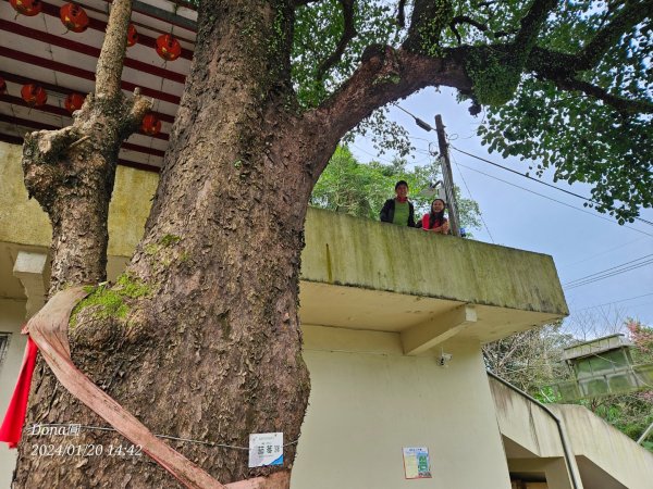 東勢大崙、東勢坑山、觀音湖山O走2986263