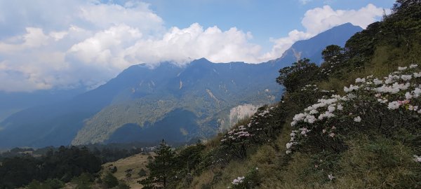 2021-4-13 合歡山、小奇萊步道 - 高山杜鵑1350355