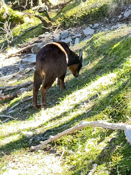 帶著77歲爸爸爬百岳~雪山西稜_12/07~12/12，2025唯一一爬。2961065