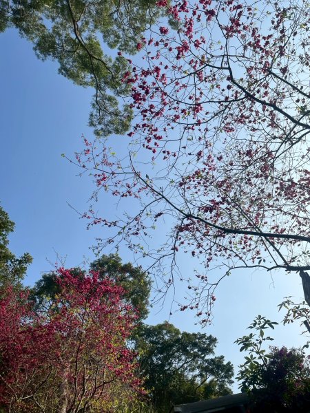 2026/2/22中坑山+飛鳳山3008097