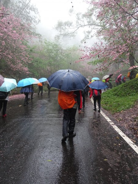 2022年02月20日(鳳凰山協)南投信義-望鄉部落-獵人古道之望美山及瓊山1616624