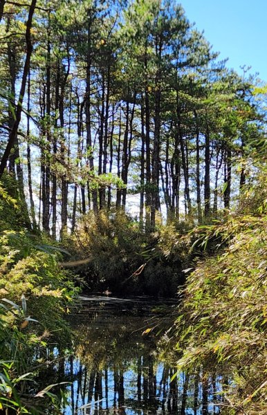 【中級山縱走】羅馬縱走，走進神木的夢幻童話森林世界2943194