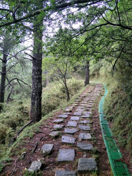 玉山登山囗-麟趾山-鹿林山-鹿林前山1429990