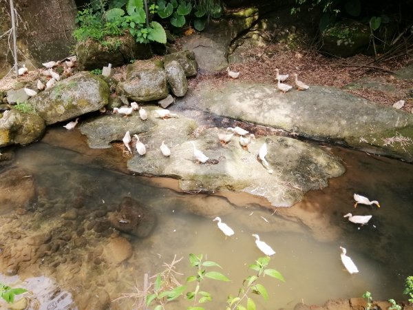 新竹峨眉~步道悠閒走。六寮古道1103281