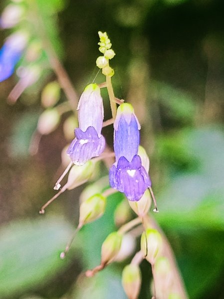 貴妃那結P 型縱走11310122621970