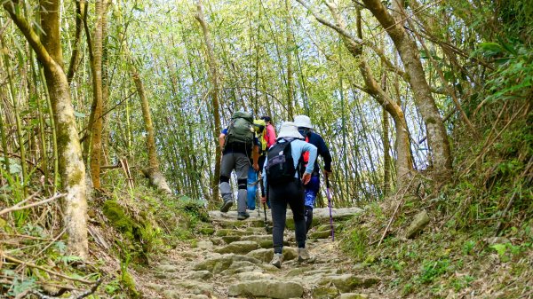 《蝶戀花。錫葉藤盛放》2735269