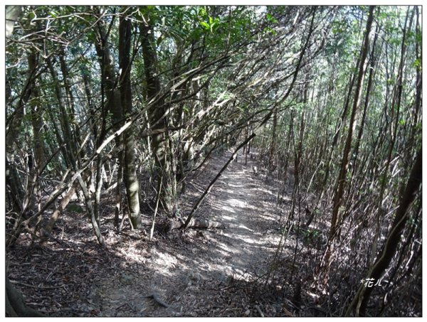 屋我尾山 北登山口 (大雪山林道31.3K)2985525