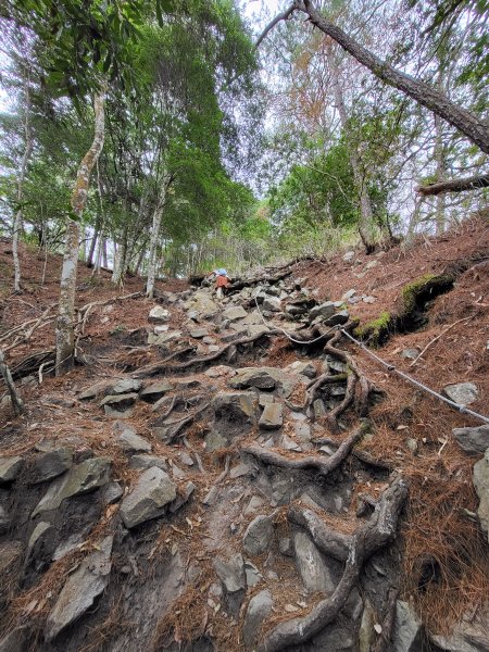 2025.11.30 谷關七雄 No.4 波津加山，不給休的蜂2952132