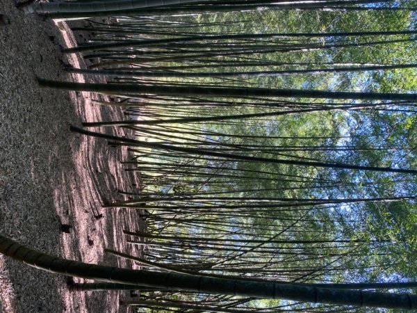 鹿谷大崙尾山、和雅挑竹古道7號、和雅挑竹古道6號O型走2425950