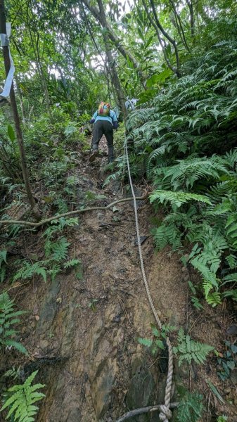 113.06.08阿四坑山-龜公山-牛灶坑山-彰埔坑山2530081