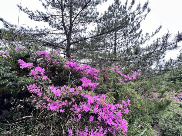 風雨中完成合歡北峰登頂2515342