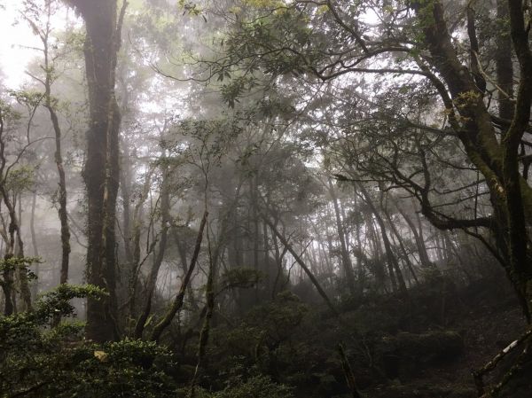 塔曼山，玫瑰西魔山 106.5.7(日)128655