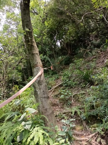 瑞芳區瑞芳四秀(白象山+秀崎山+瑞芳山+龍潭山)2785219