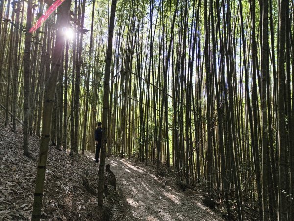 [皮皮獅探險隊-11/10] 2025_1010 隱藏任務–司馬庫斯神木群步道2912318